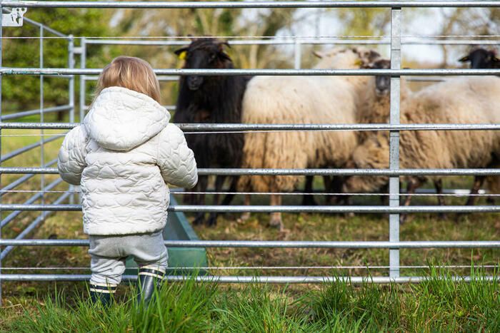 Découverte des moutons