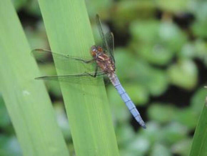 Une découverte des libellules dans leur milieu naturel