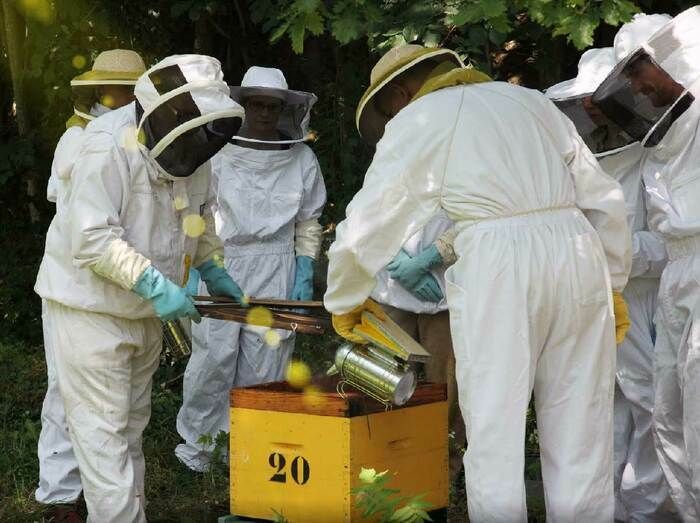 Vous pourrez, dans la limite des places disponibles, vous inscrire aux cours d’apiculture dispensés   par le Rucher École de Toulouse.