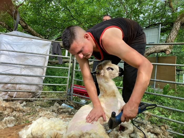 Venez assister à la tonte des moutons et découvrez tous les secrets de la race landaise : alimentation, soin, comportements et bienfaits de l'écopâturage sur la biodiveristé.