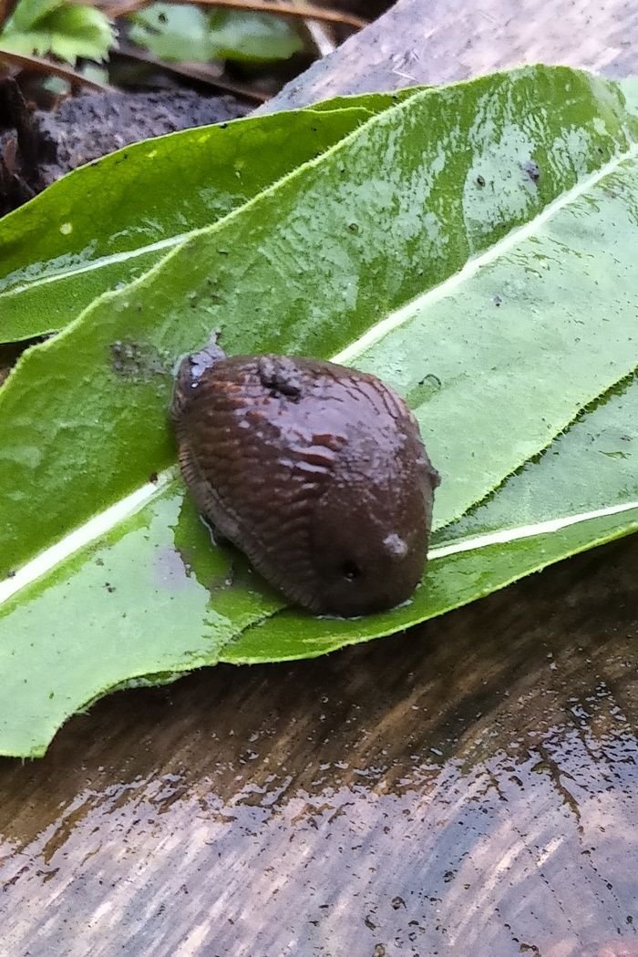 séance 4/8 : nous ne sommes pas seuls dans l'univers... du potager ! Limaces, escargots : les trouver ? Les inviter ? Les éloigner ?