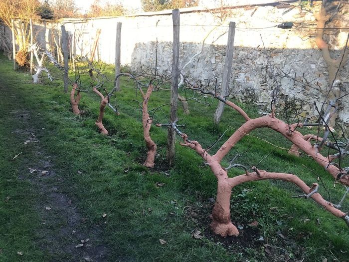 Venez voir Le verger remarquable de Patrick Fontaine où l'art de l'espalier est exercé avec fantaisie et excellence.