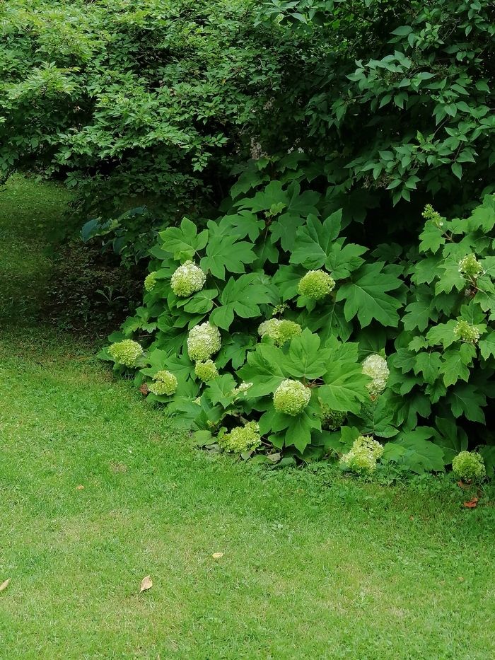 Besuchen Sie anlässlich des Rendezvous in den Gärten 2024 den Annabelle-Garten.