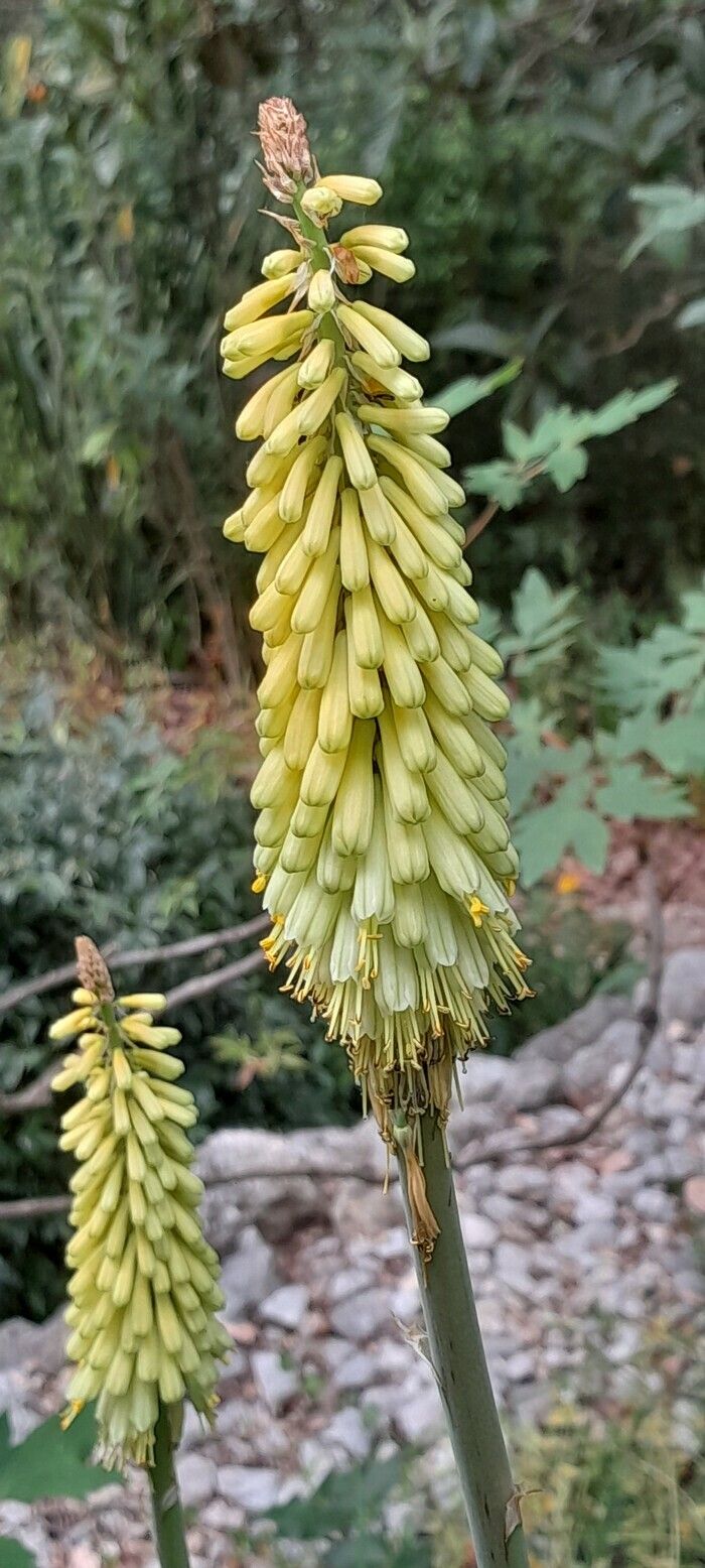 Entdeckung des Gartens durch einen kommentierten Besuch.