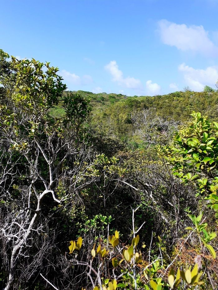 Auf einer Wanderung der Stufe 2, die rund um die Uhr dauert, enthüllt sich die Schlucht Bois d'Inde...in einem originellen, sogar erstaunlichen und manchmal unbekannten Aspekt.