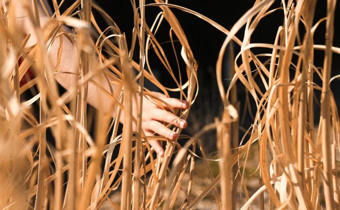 Die Besucher durchstreifen den Garten der Energien mit einer Mittlerin auf der Suche nach einer Pflanze, deren Stängel zur Stromerzeugung verwendet werden können: Miscanthus giganteus. Bevor wir da si