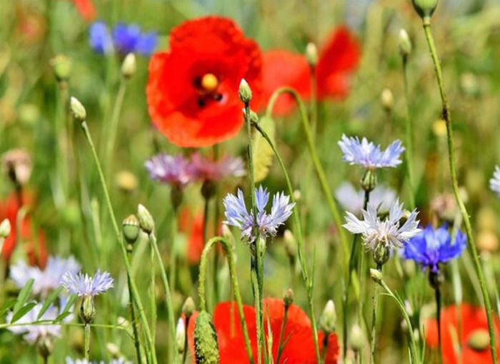 Après les grosses chaleurs de l’été, les plantes sauvages qui se réveillent ! Venez apprendre à identifier les plantes comestibles et médicinales de notre région au cours d’une balade.