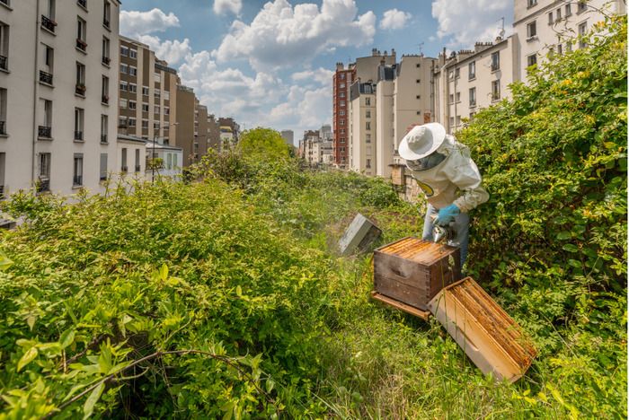 Visite guidée de la miellerie de CityBzz, dégustation du miel de Paris, découverte de l'apiculture