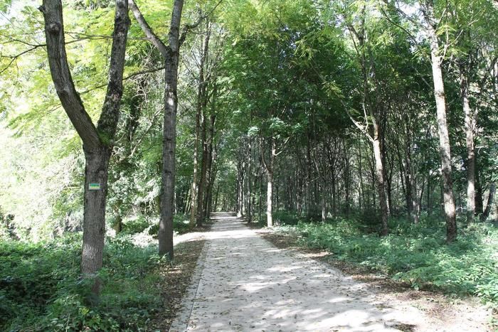 Petite balade de 3km pour découvrir l'arbre à Saint-Dizier