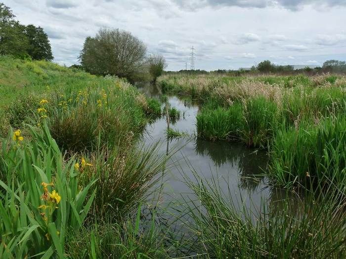 Venez découvrir au fil d’une balade les mystères de la vie aquatique dans les jalles bordelaises.