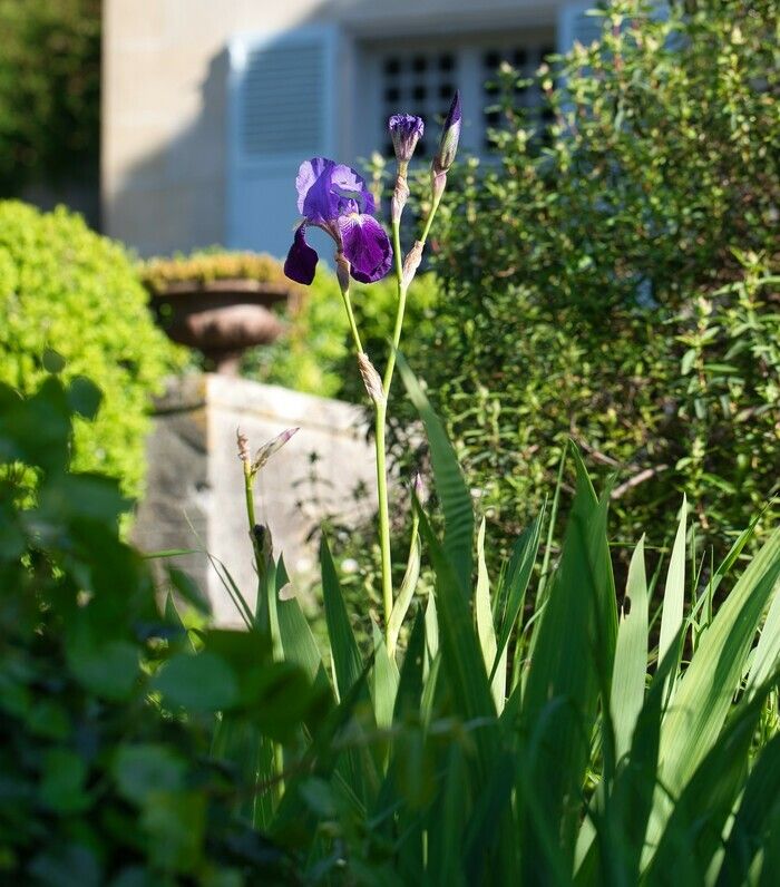 Die kommentierte Tour "Special Garden" verspricht Ihnen eine Entdeckung des Hauses von Dr. Gachet und der neuen Gartenplantagen zu einem ermäßigten Preis von 2 €.