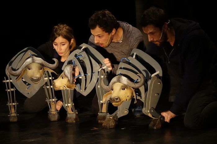 La compagnie Arnica vient d’adapter en version marionnettes la pièce Buffles du dramaturge catalan Pau Miró, auteur d’une trilogie théâtrale animale (avec Lions et Girafes)