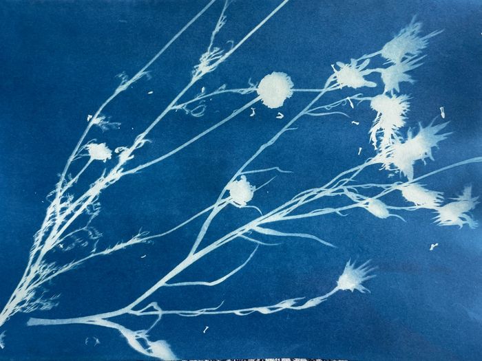 Dimanche 20 septembre de 14h30 à 18h30, apprenez à réaliser un cyanotype, un ancien procédé photographique inventé au 19ème siècle !