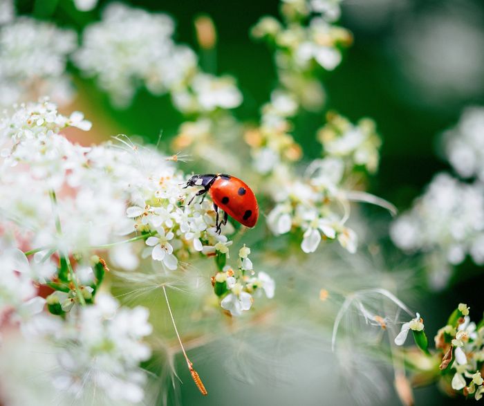 Cette conférence propose de découvrir l'incroyable diversité des insectes, leur importance dans notre quotidien et les gestes simples qui permettent de mieux les protéger.