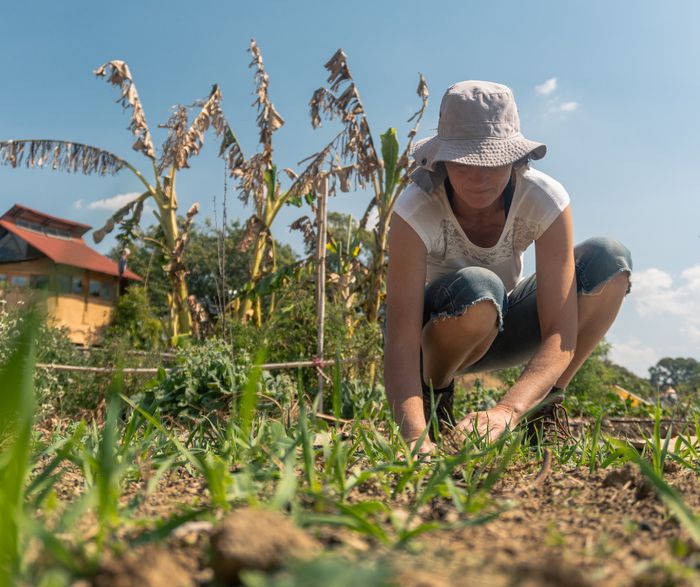 Découvrez comment jardiner avec le vivant et apprendre à tirer parti des auxiliaires tout en limitant l’impact des ravageurs et des plantes indésirables.