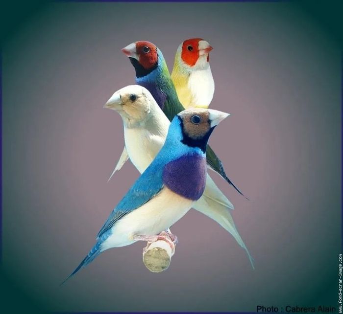 Salon de l'oiseau - Découvrez la beauté et la diversité des oiseaux
