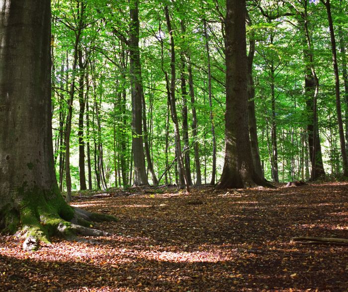 Le mercredi 18 novembre, de 14h30 à 16h30, découvrez les habitants du sol à la Ferme du Héron et participez au programme de sciences participatives QUBS de Vigie-Nature.