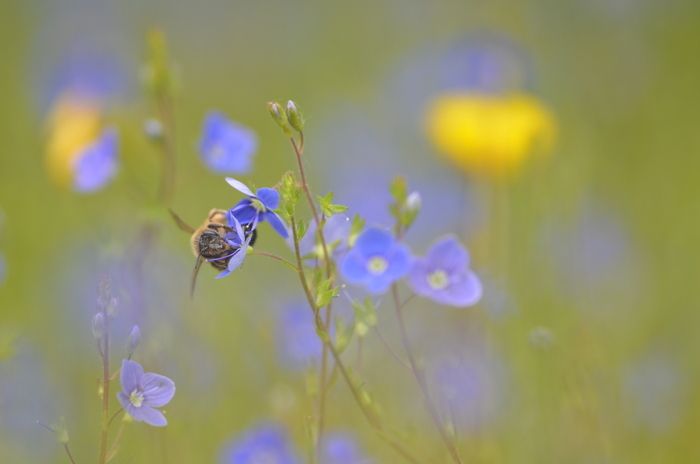 Balade naturaliste pour les plus petits animée par l'équipe Nord Nature  Chico Mendès