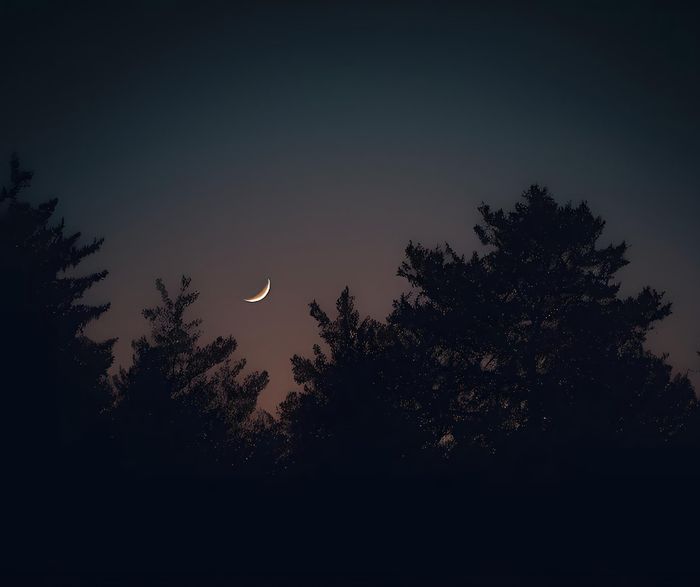 À la tombée de la nuit, partez en balade à la découverte de la vie secrète des animaux nocturnes, entre observations, écoutes et découvertes.