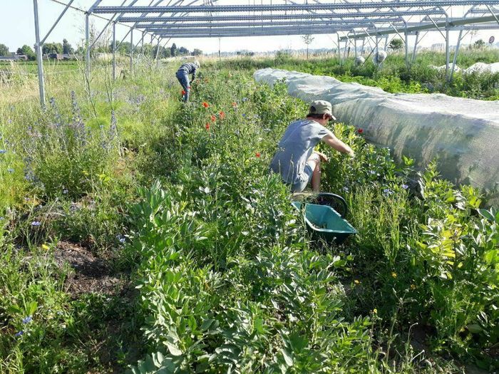 Dimanche 20 septembre à 10h et 11h, Hugues Trachet vous fait découvrir la ferme des Hauts Jardins, une ferme agro-biologique !