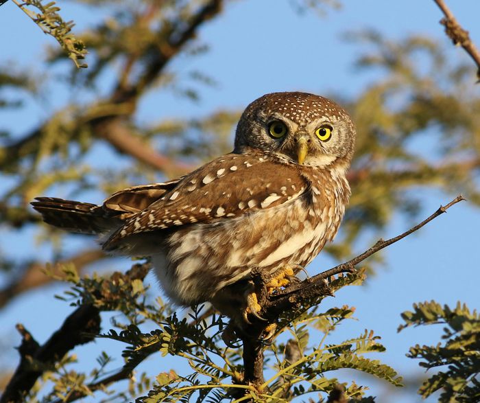 Découvrez les chouettes et les hiboux, leurs incroyables adaptations à la vie nocturne et les espèces qui vivent près de chez nous.