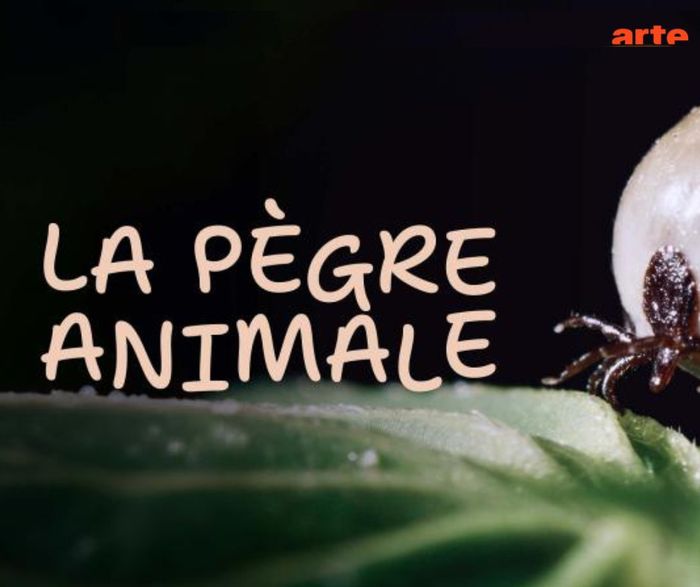 Une tique vous dévoile les stratégies étonnantes des parasites, maîtres de l’infiltration et de la manipulation pour survivre aux dépens d’autres espèces.
