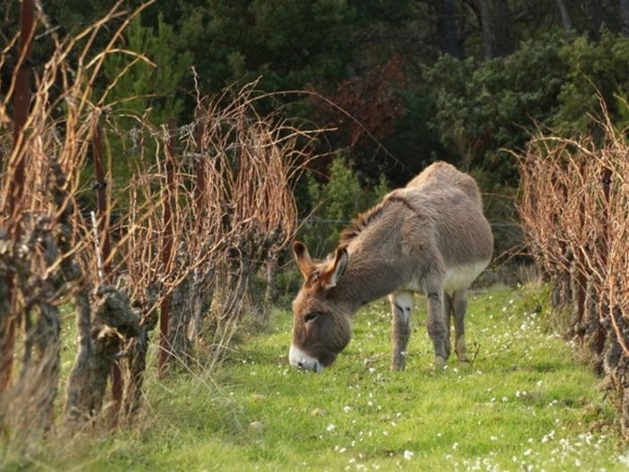 Situé au cœur des Corbières, le domaine familial de 15 hectares est cultivé en agroécologie.