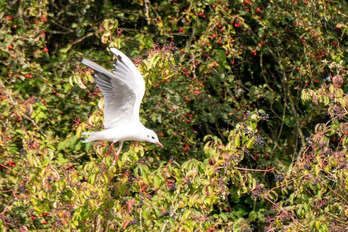 Le samedi 21 novembre, de 10h à 12h, partez à la découverte des oiseaux des jardins et apprenez à les reconnaître tout en préparant leur venue en hiver.
