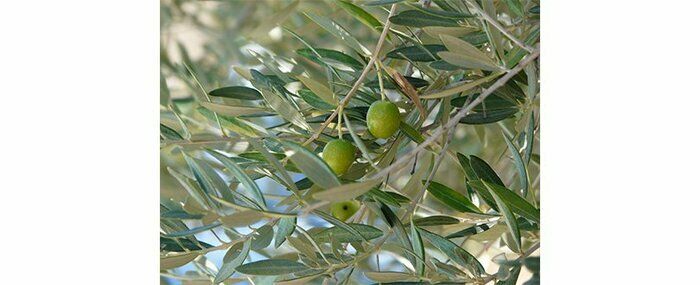 Du mercredi 1er avril au lundi 1er juin, du lundi au jeudi de 9h à 12h, salle de la mairie, à Raïssac-d'Aude.