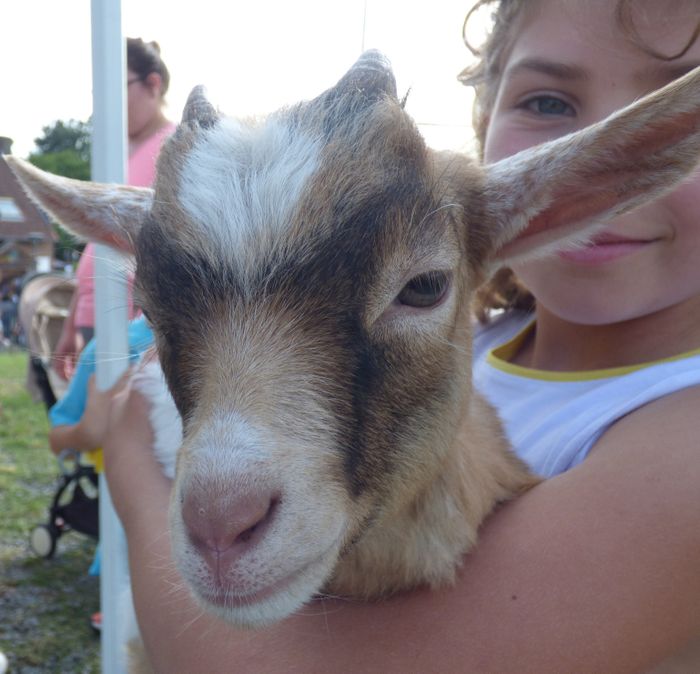 Samedi 19 et dimanche 20 septembre, le musée accueille les animaux de la Bergerie d'Antan, une ferme pédagogique!