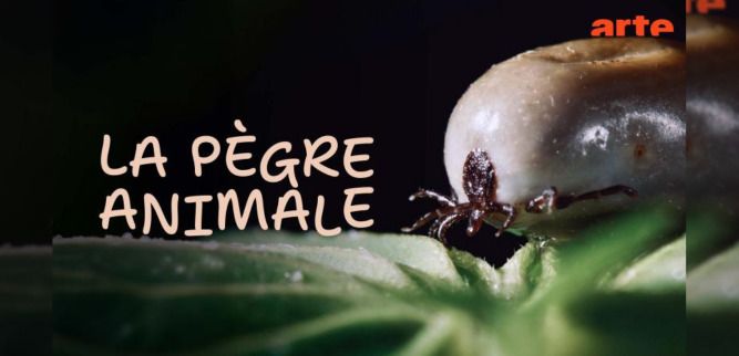 Rendez-vous samedi 17 octobre à 17h à la médiathèque pour une projection !
