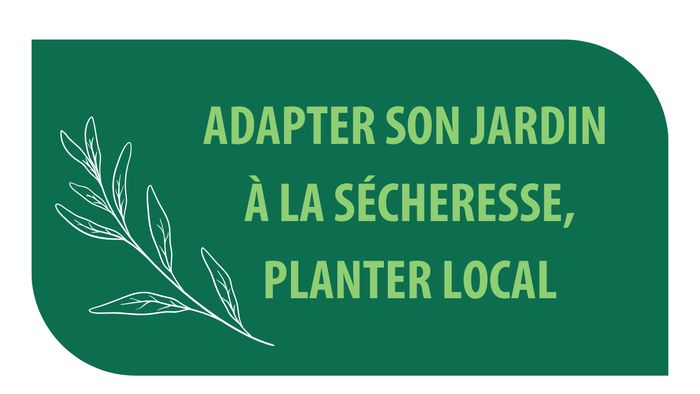 Adapter son jardin à la sécheresse, planter local