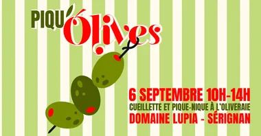 Vivez la récolte des olives Lucques au Domaine Lupia : cueillette avec le producteur, découverte du domaine et pique-nique gourmand en oliveraie