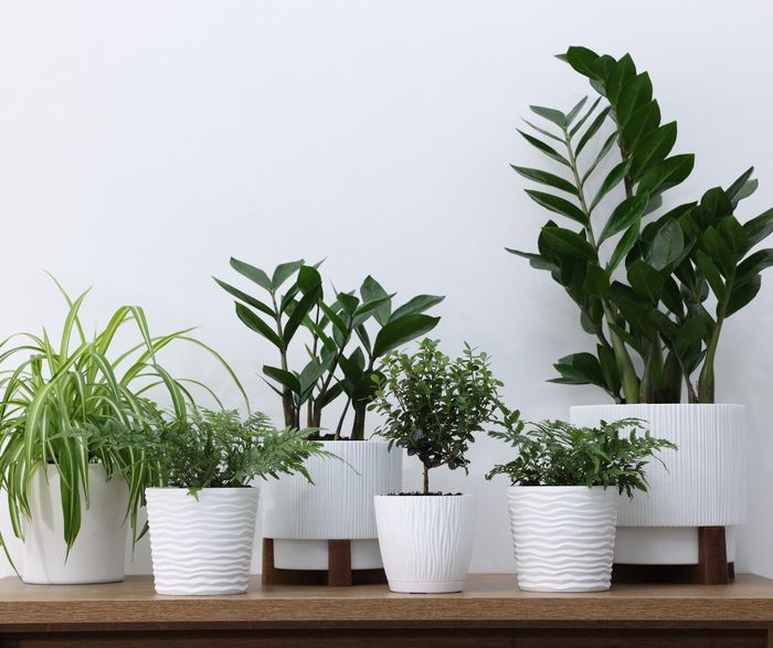 Apprenez à multiplier facilement vos plantes et à diversifier vos massifs à moindre coût grâce aux conseils pratiques d’Amélie, dans le cadre d’un atelier jardinage.
