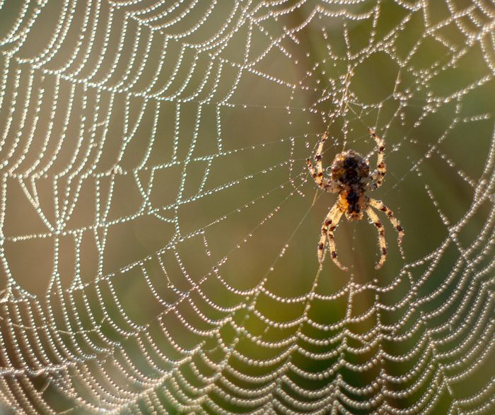 Découvrez le monde fascinant des araignées, leurs talents d’architectes et leur rôle essentiel dans les écosystèmes lors d’un atelier suivi d’une visite de l’insectarium.