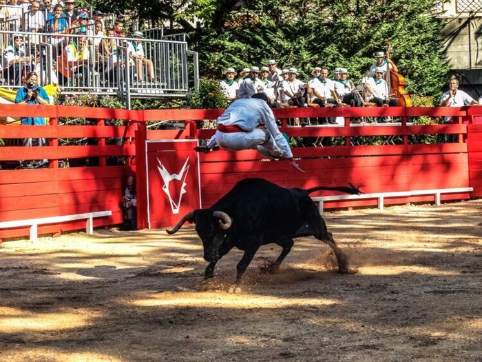 Festibanyes - Jeux taurins "Bous à la Plaça"