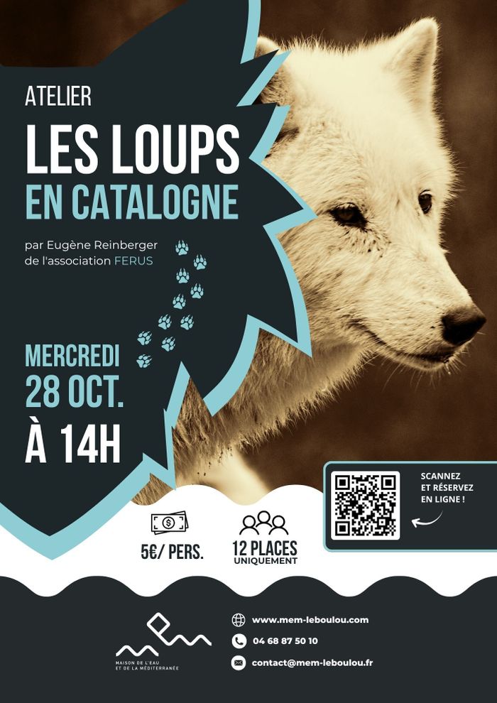 🐺 Spécial Halloween : Les loups en Catalogne 🎃  À l'occasion d'Halloween, partez sur les traces du plus emblématique des prédateurs des Pyrénées !