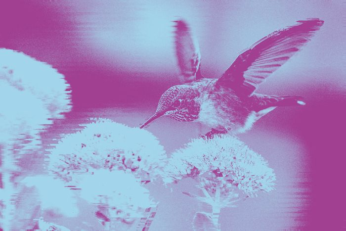 𝐒𝐭𝐚𝐠𝐞 𝐚𝐧𝐢𝐦é 𝐩𝐚𝐫 𝐑𝐨𝐝𝐨𝐥𝐩𝐡𝐞 𝐌𝐚𝐜𝐚𝐛é𝐨