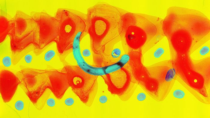 À l’occasion de la Fête de la Science, découvrez une sélection de courts métrages autour des liens qui unissent les êtres vivants et les enjeux de préservation de la biodiversité.