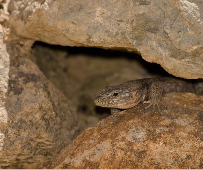 Participez à la création d’un abri naturel pour accueillir et protéger de nombreuses espèces animales, en utilisant des matériaux minéraux et des branchages.