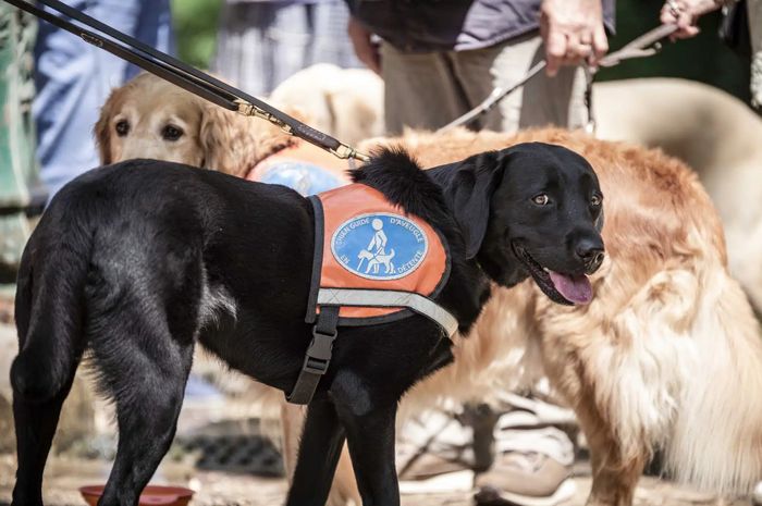 Catherine Pignal fait partie de l’association Chiens Guides de Paris.
