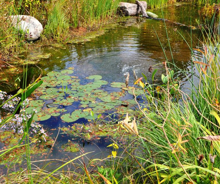Apprenez à installer une mare dans votre jardin et découvrez comment créer un véritable écosystème favorable à la biodiversité