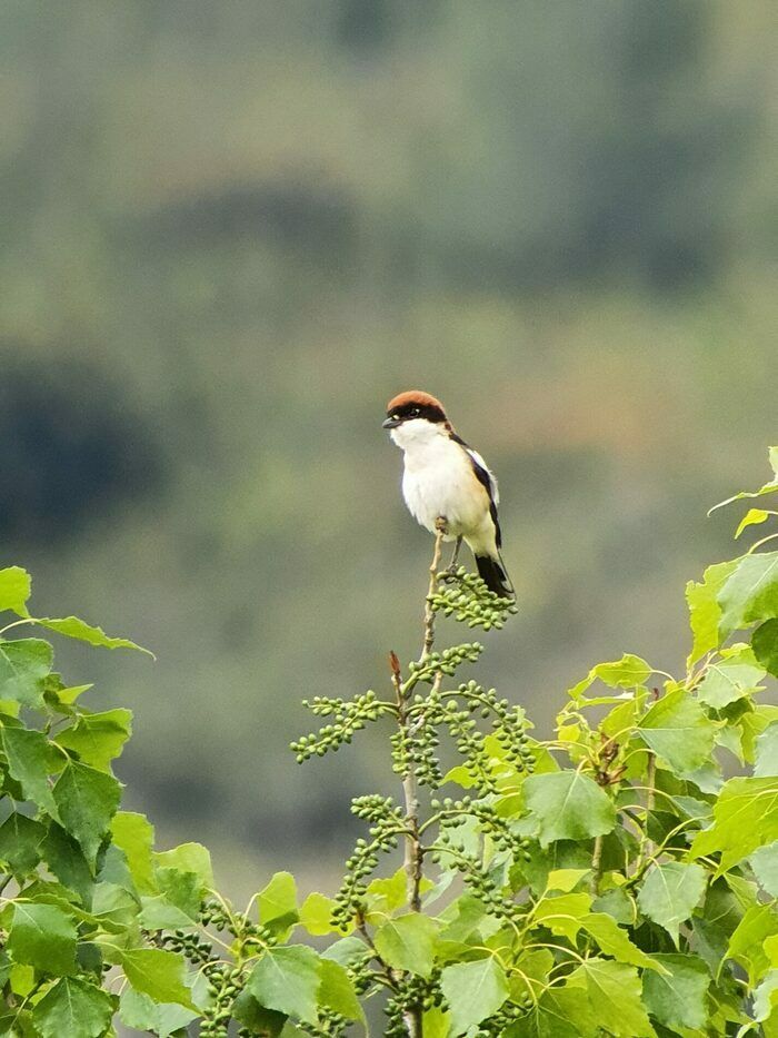 Dans le cadre de la Fête des plantes de l’abbaye de Fontfroide, partez à la découverte des espèces d’oiseaux qui vivent dans l’enceinte du monument et aux alentours.