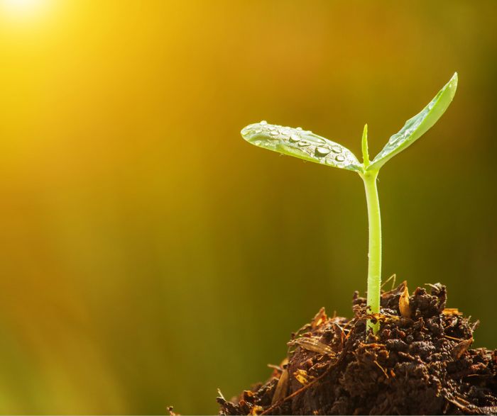 Participez à un atelier DD pour apprendre à produire et récolter vos graines avec les jardiniers de Villeneuve d'Ascq le dimanche 13 septembre